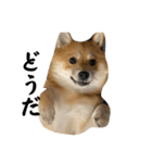 超使える犬。（個別スタンプ：21）