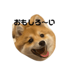 超使える犬。（個別スタンプ：22）