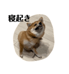 超使える犬。（個別スタンプ：23）
