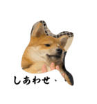 超使える犬。（個別スタンプ：24）