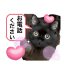 黒猫 ルナ院長143にゃんめ（個別スタンプ：1）