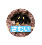 ぽりちゃんスタンプ第4弾（個別スタンプ：8）