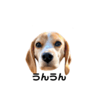 beagle fumi ビーグルふみさんのスタンプ2（個別スタンプ：6）