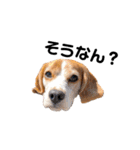beagle fumi ビーグルふみさんのスタンプ2（個別スタンプ：7）