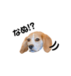 beagle fumi ビーグルふみさんのスタンプ2（個別スタンプ：9）