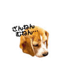 beagle fumi ビーグルふみさんのスタンプ2（個別スタンプ：14）