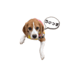 beagle fumi ビーグルふみさんのスタンプ2（個別スタンプ：20）