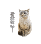 今月金がない猫（個別スタンプ：1）
