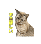 今月金がない猫（個別スタンプ：2）