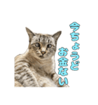今月金がない猫（個別スタンプ：3）