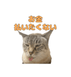 今月金がない猫（個別スタンプ：4）