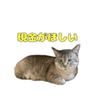 今月金がない猫（個別スタンプ：5）