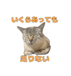 今月金がない猫（個別スタンプ：6）