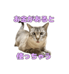 今月金がない猫（個別スタンプ：7）