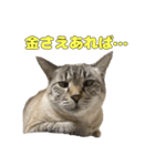 今月金がない猫（個別スタンプ：8）