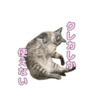 今月金がない猫（個別スタンプ：9）