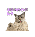 今月金がない猫（個別スタンプ：10）