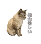 今月金がない猫（個別スタンプ：12）