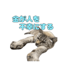 今月金がない猫（個別スタンプ：13）