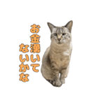 今月金がない猫（個別スタンプ：14）