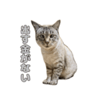 今月金がない猫（個別スタンプ：15）