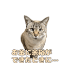 今月金がない猫（個別スタンプ：16）