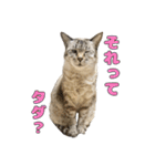今月金がない猫（個別スタンプ：17）