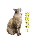 今月金がない猫（個別スタンプ：18）