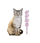 今月金がない猫（個別スタンプ：19）