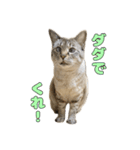 今月金がない猫（個別スタンプ：20）