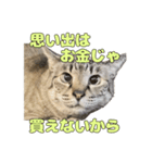 今月金がない猫（個別スタンプ：21）