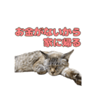 今月金がない猫（個別スタンプ：22）