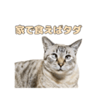 今月金がない猫（個別スタンプ：23）