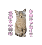 今月金がない猫（個別スタンプ：24）