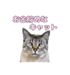 今月金がない猫（個別スタンプ：25）