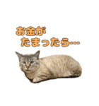 今月金がない猫（個別スタンプ：26）