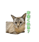 今月金がない猫（個別スタンプ：27）