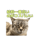 今月金がない猫（個別スタンプ：28）