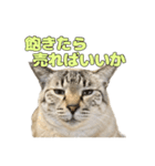今月金がない猫（個別スタンプ：29）