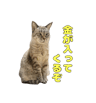 今月金がない猫（個別スタンプ：30）