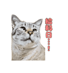 今月金がない猫（個別スタンプ：31）