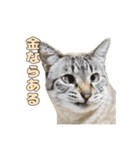 今月金がない猫（個別スタンプ：32）