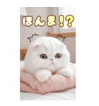 スコティッシュ猫クッションBIG 関西弁ver.（個別スタンプ：14）