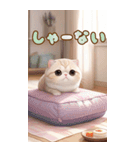 スコティッシュ猫クッションBIG 関西弁ver.（個別スタンプ：19）