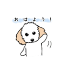 トイプードルのエイト！（個別スタンプ：1）