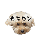 ロンしゅたんぷ2（個別スタンプ：11）