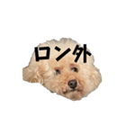 ロンしゅたんぷ2（個別スタンプ：12）