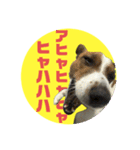 Jack_Russell_Terrier_6（個別スタンプ：2）