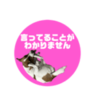 Jack_Russell_Terrier_6（個別スタンプ：4）