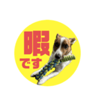 Jack_Russell_Terrier_6（個別スタンプ：6）